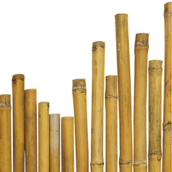 CANNE BAMBU 10-12MM H.150